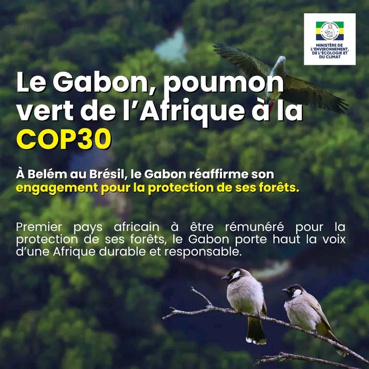 Gabon : un modèle de préservation au cœur du Bassin du Congo 1762864670999