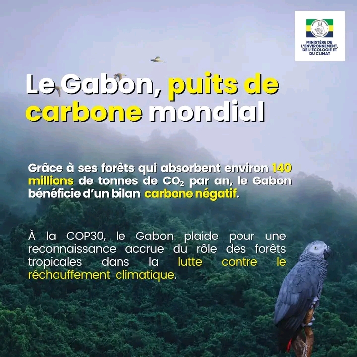 Gabon : un modèle de préservation au cœur du Bassin du Congo 1762864681090