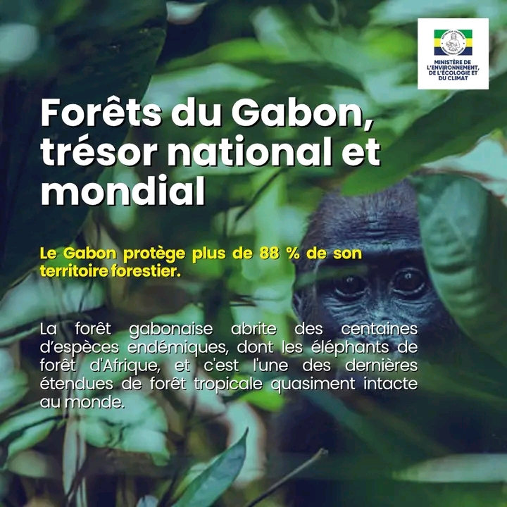Gabon : un modèle de préservation au cœur du Bassin du Congo 1762864685346