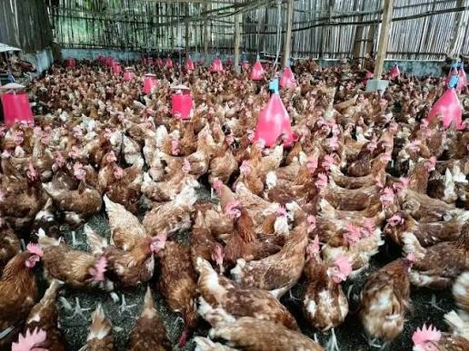 Production locale de poulet de chair : les investisseurs étrangers raflent la mise, les acteurs locaux peinent à suivre images (4)