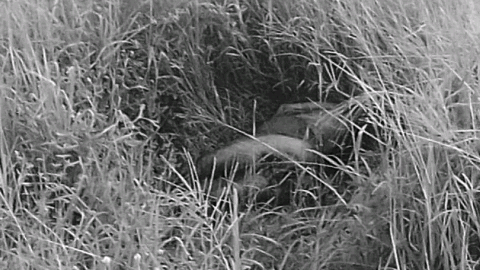 gabon gabonmediatime corps sans vie decouvert akanda