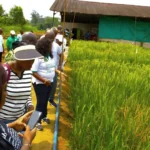 riziculture kougouleu gabon lunion