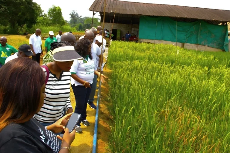 riziculture kougouleu gabon lunion
