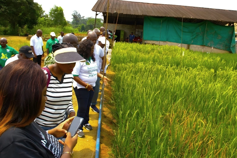 riziculture kougouleu gabon lunion